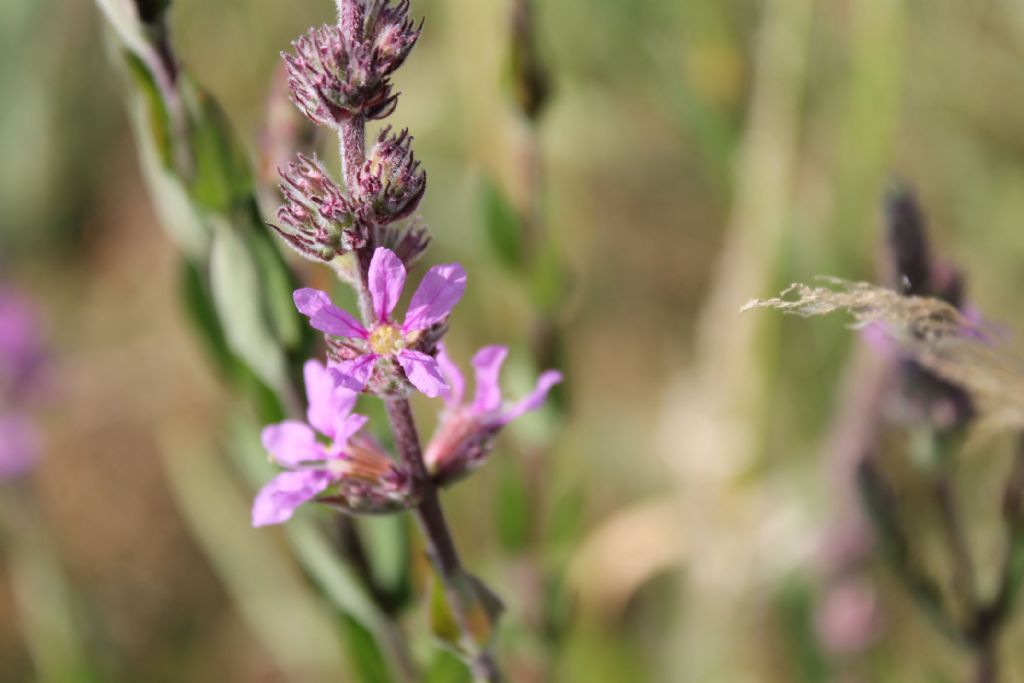 Lythrum salicaria